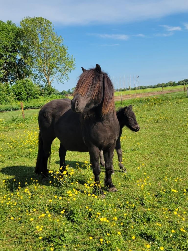 Shetlander Merrie, Merrie, Met stamboom, Niet van toepassing, A pony (tot 1.17m)