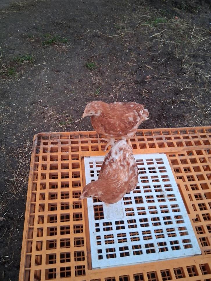 Jonge bruine legkippen, Dieren en Toebehoren, Pluimvee, Kip, Vrouwelijk