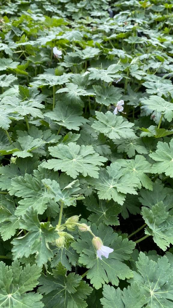 Geranium macr. Spessart in P9, Tuin en Terras, Planten | Struiken en Hagen, Overige soorten, Minder dan 100 cm, Ophalen