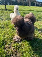 2 Usa zijdehoen hennen 🐥17 wk geent 💯% hen garantie✅, Dieren en Toebehoren, Pluimvee, Vrouwelijk, Kip