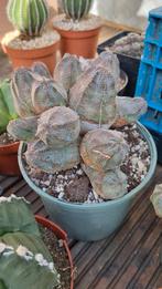 EUPHORBIA PSEUDOGLOBOSA GROTE POTTEN VOL PLANT SUCCULENT, Ophalen of Verzenden, Halfschaduw, Minder dan 100 cm