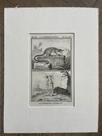 Marmose male/female / Buffon 1770, Antiek en Kunst, Ophalen of Verzenden