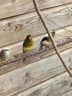 Kanaries uit buitenvoliere, Dieren en Toebehoren, Vogels | Kanaries, Geslacht onbekend, Bastaard