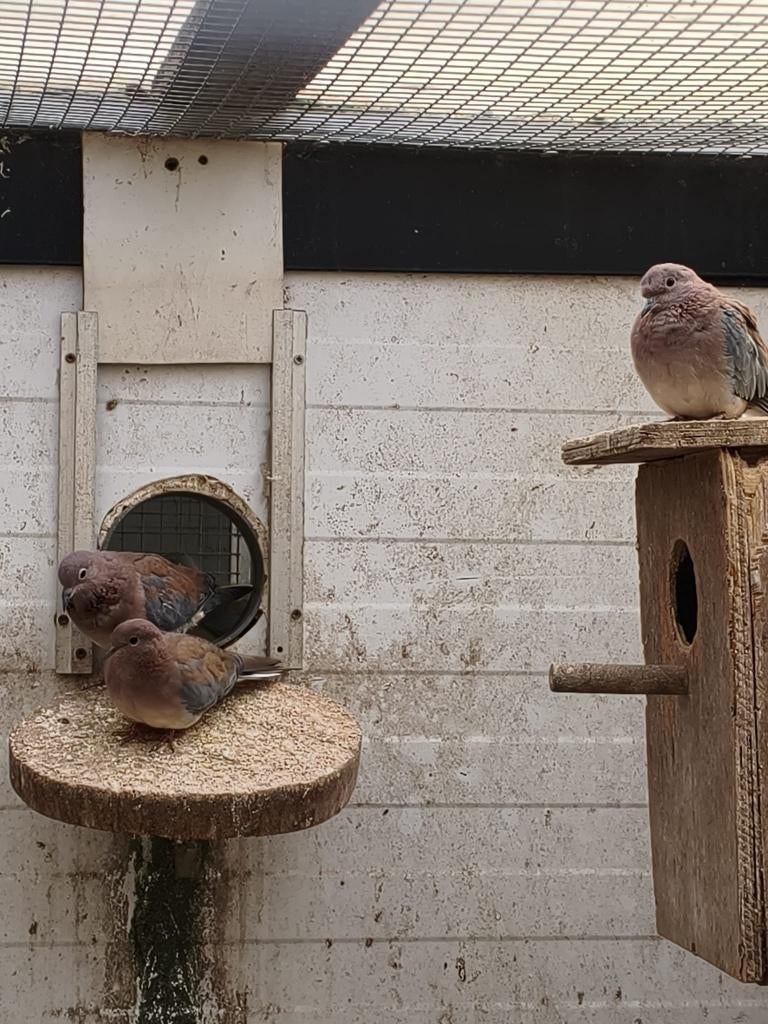 senegaalduifjes, Dieren en Toebehoren, Mannelijk, Tropenvogel