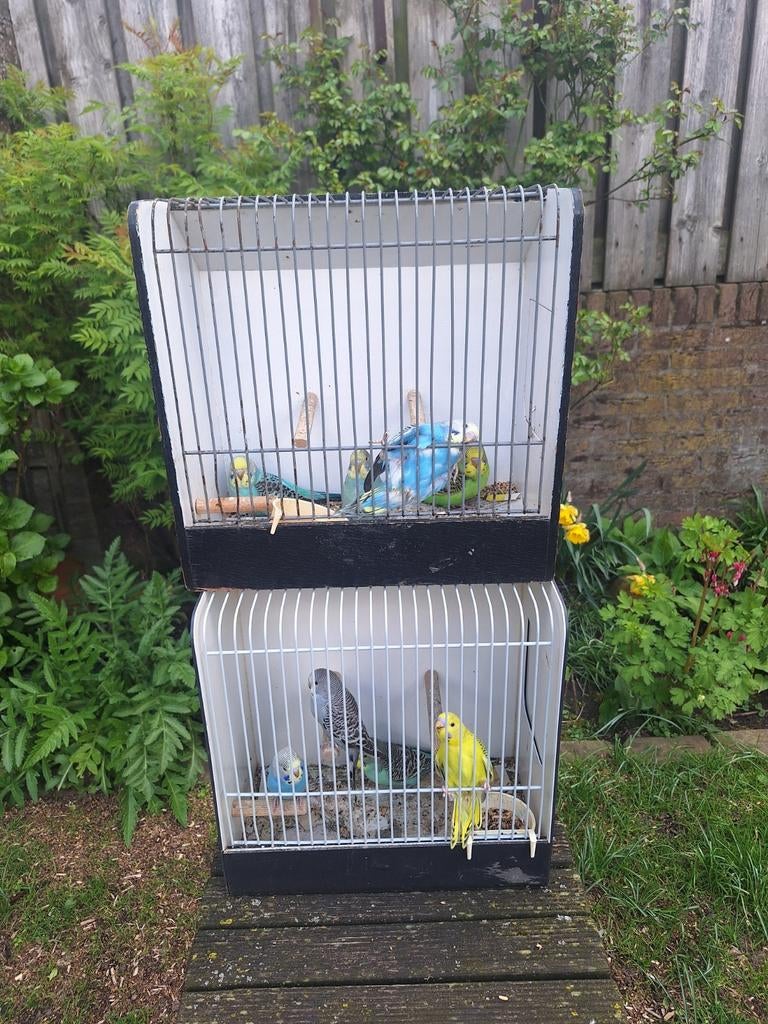 Jonge parkieten om tam te maaken, Dieren en Toebehoren, Vogels | Parkieten en Papegaaien, Geslacht onbekend, Parkiet, Tam