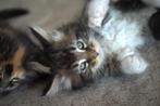Cattery Falcon – Polydactyl Maine Coon kittens met stamboom, Dieren en Toebehoren, Meerdere dieren, Met stamboom, 0 tot 2 jaar