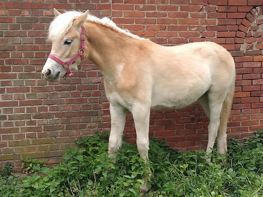 Haflinger veulen, haflinger veulens, Meerdere dieren, 0 tot 2 jaar