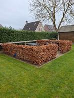 Beukenhaag, Tuin en Terras, Ophalen, Beukenhaag, 100 tot 250 cm