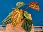 Anthurium Luxurians x Radicans p12 (5)