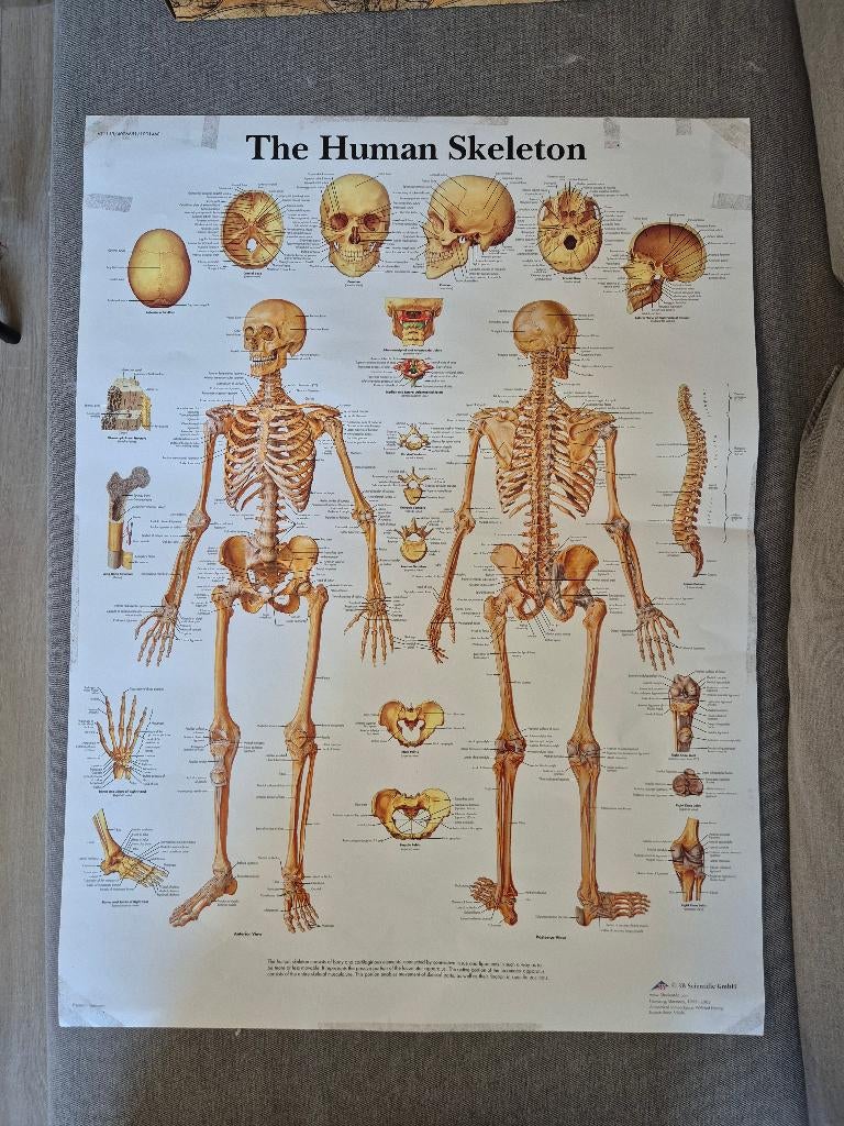 Anatomic Poster the Skeletal System, Ophalen of Verzenden, Zo goed als nieuw, A1 t/m A3, Overige vormen
