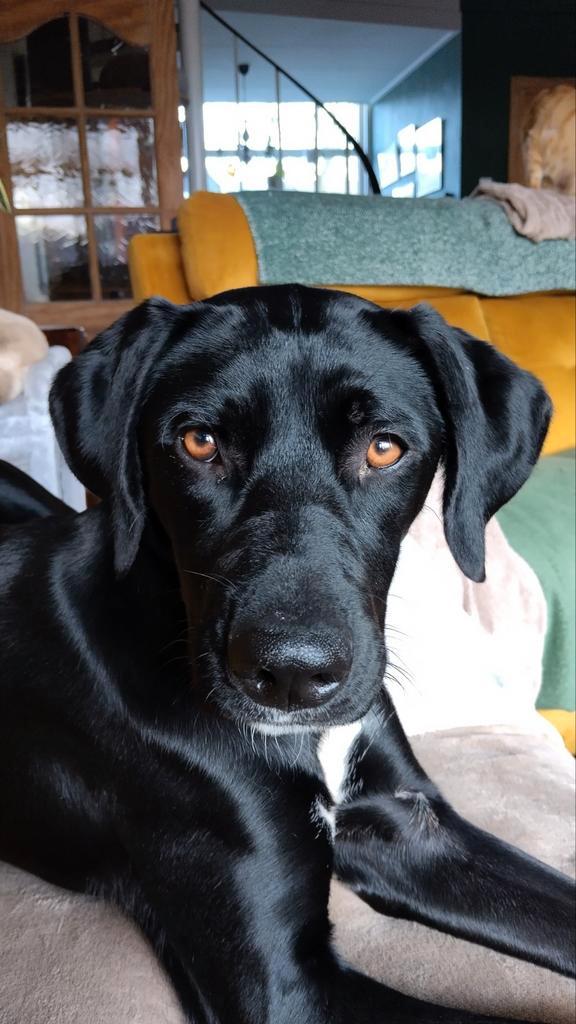 Kruising Jachthond  9 mnd., Dieren en Toebehoren, Honden | Niet-rashonden, Middel, Teef, Particulier, Eén hond, Nederland, 15 weken tot 1 jaar