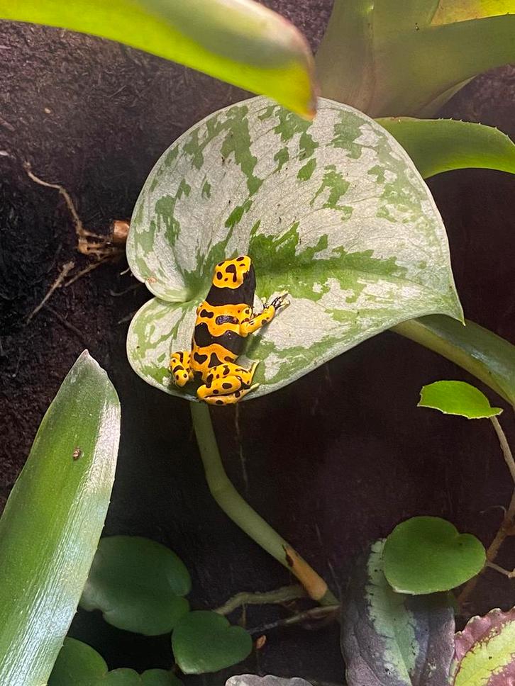 Dendrobates leucomelas Frog - unknown for sale from Schoondorp013
