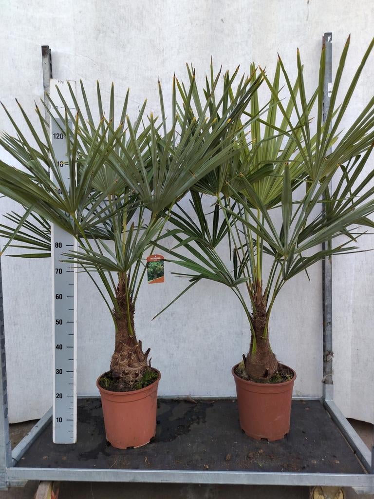 Trachycarpus fortunei  1,30 a 1,40 m hoog, Ophalen, Overige soorten, Halfschaduw