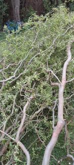 Paastakken/krulwilg vanaf 2€, Tuin en Terras, Ophalen, Bloeit niet, Volle zon, Overige soorten