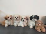 Leuke boomer pups ShihTzu x Maltezer ️, Dieren en Toebehoren, Parvo, Nederland, Overige rassen, 8 tot 15 weken