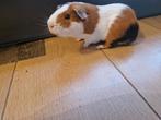 Lieve cavia te koop, Dieren en Toebehoren, Knaagdieren, Mei, Mannelijk, Cavia