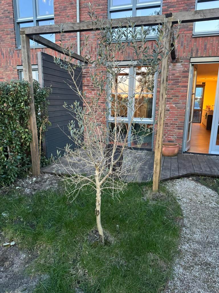 Mooie olijfboom te koop wegens tuinverbouwing, Tuin en Terras, Planten | Tuinplanten, Volle zon, Vaste plant, Bloeit niet, Ophalen
