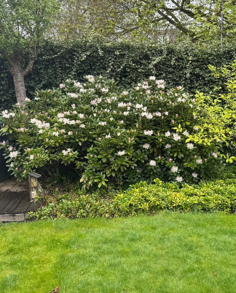Rododendrons wit.  GRATIS, Tuin en Terras, Planten | Bomen, Overige soorten, 100 tot 250 cm, Zomer, Ophalen