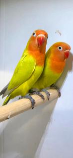 Jonge groen dilute fischeri, Meerdere dieren, Dwergpapegaai of Agapornis, Geringd