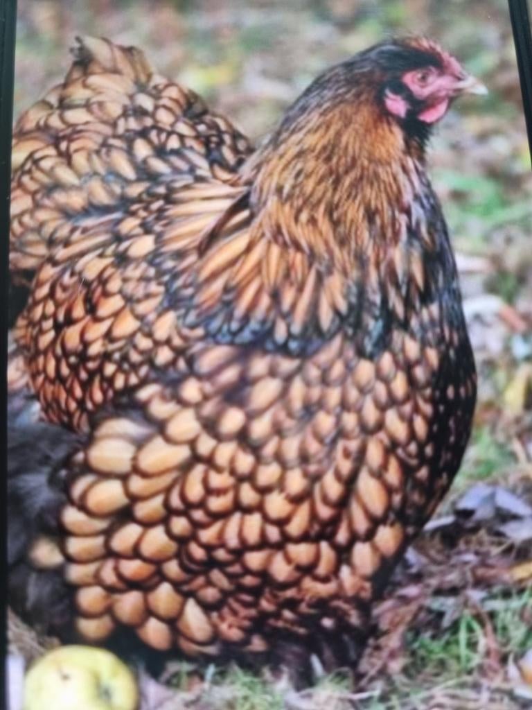 Te koop broedeieren van de Grote Orphington., Geslacht onbekend, Kip