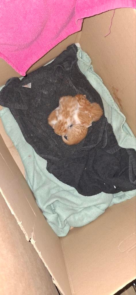 4 mooie rode kittens, Dieren en Toebehoren, Katten en Kittens | Overige Katten, Meerdere dieren