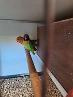 Agaporniden, Dieren en Toebehoren, Vogels | Parkieten en Papegaaien, Dwergpapegaai of Agapornis