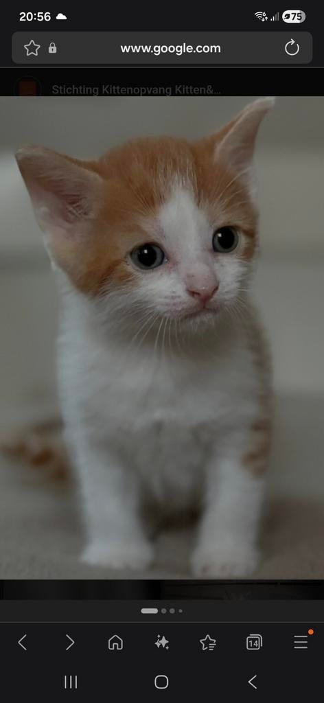 Gezocht 2 kater kittens, Dieren en Toebehoren, Kater