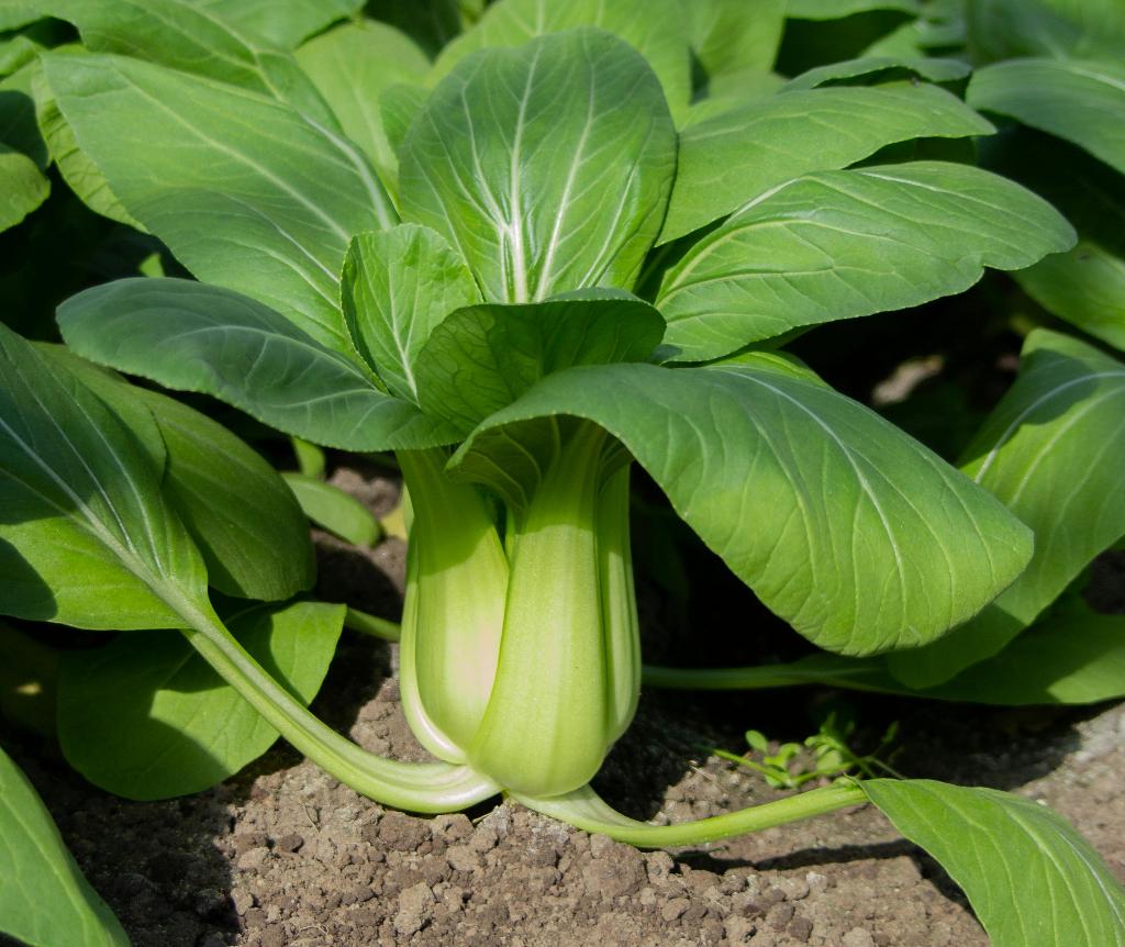 Paksoi zaden, Verzenden, Zaad