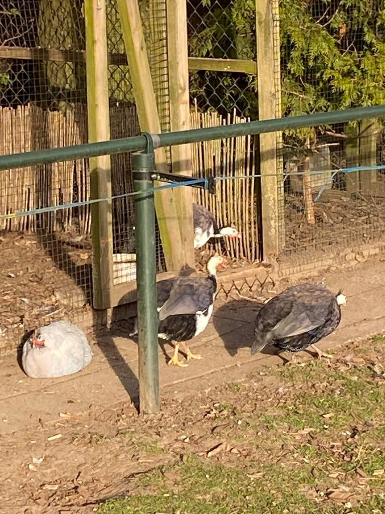 Broedeieren Parelhoender, Dieren en Toebehoren, Pluimvee, Geslacht onbekend, Overige soorten