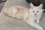 Maine Coon kitten xxl beschikbaar gevaccineerd rasecht, Meerdere dieren, Ontwormd, 0 tot 2 jaar