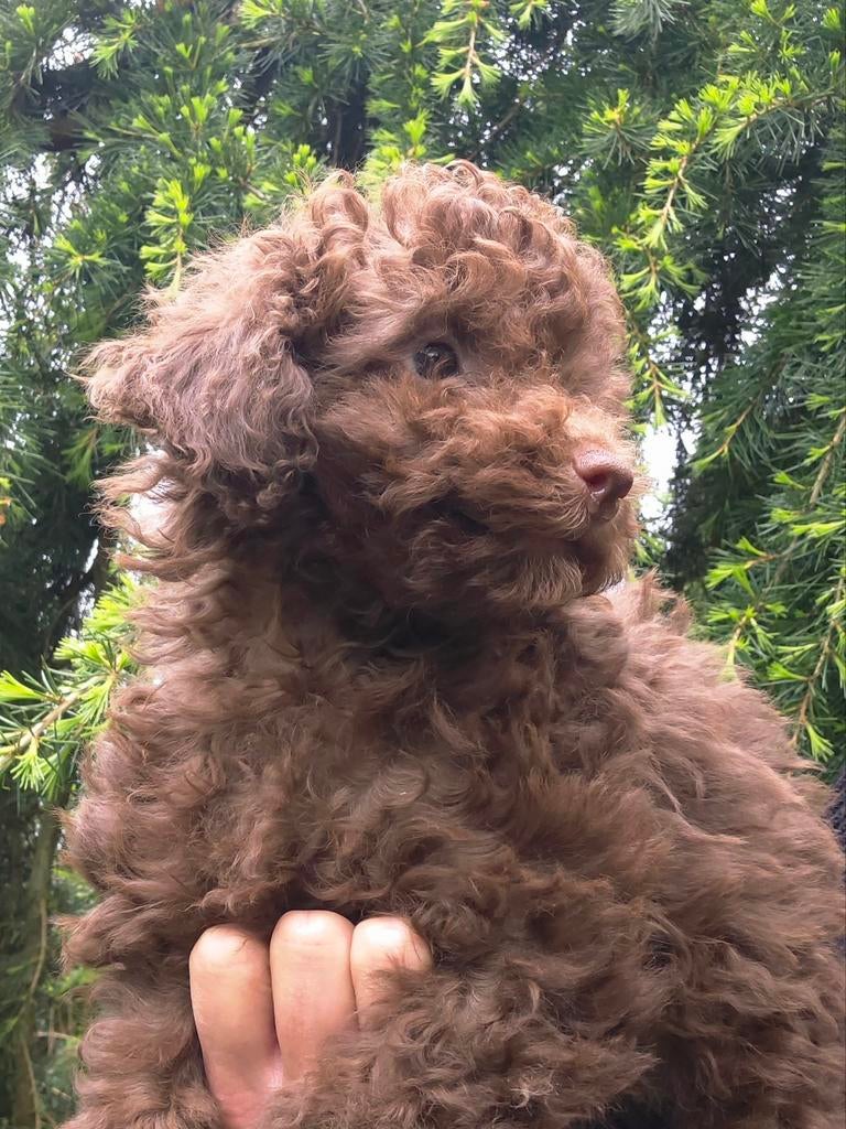 leuke choco toypoedel pup, Poedel, Parvo, Reu, 8 tot 15 weken