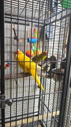 Kakkeriek, Meerdere dieren, Parkiet