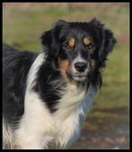 Herplaatsing: lieve border-stabij x kooikerhondje zoekt baas, 15 weken tot 1 jaar, Reu, CDV (hondenziekte), Eén hond