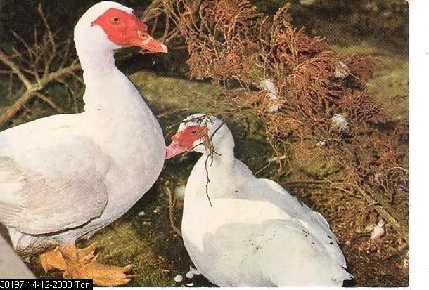 Ansichtkaart	Vogels	Eenden, Verzenden, 1980 tot heden, Ongelopen, Vogel