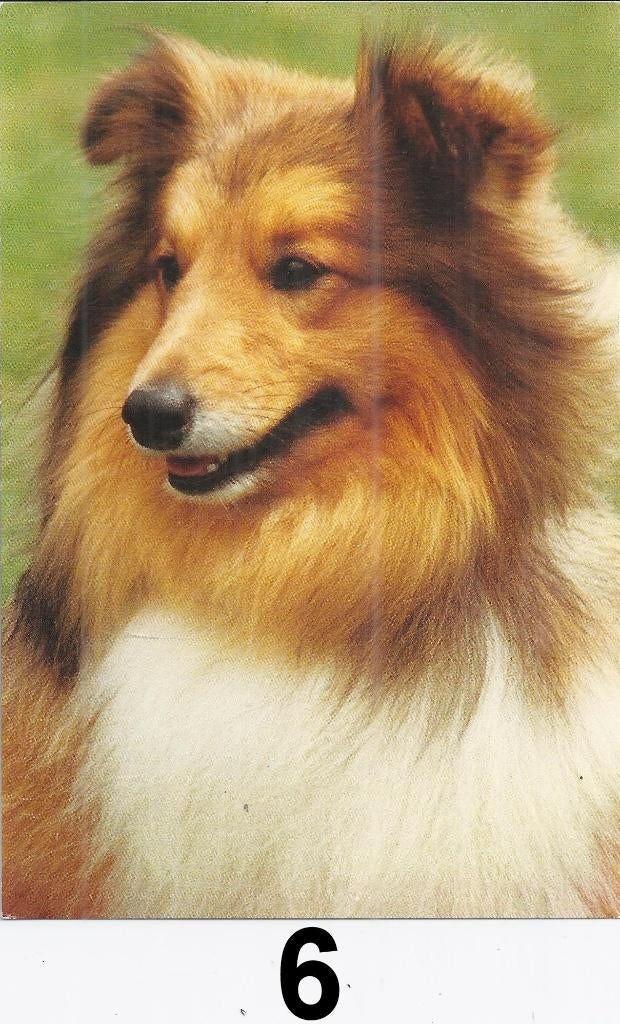 K535 ansichtkaart nr6 shetland sheepdog, Ophalen of Verzenden, 1980 tot heden, Ongelopen