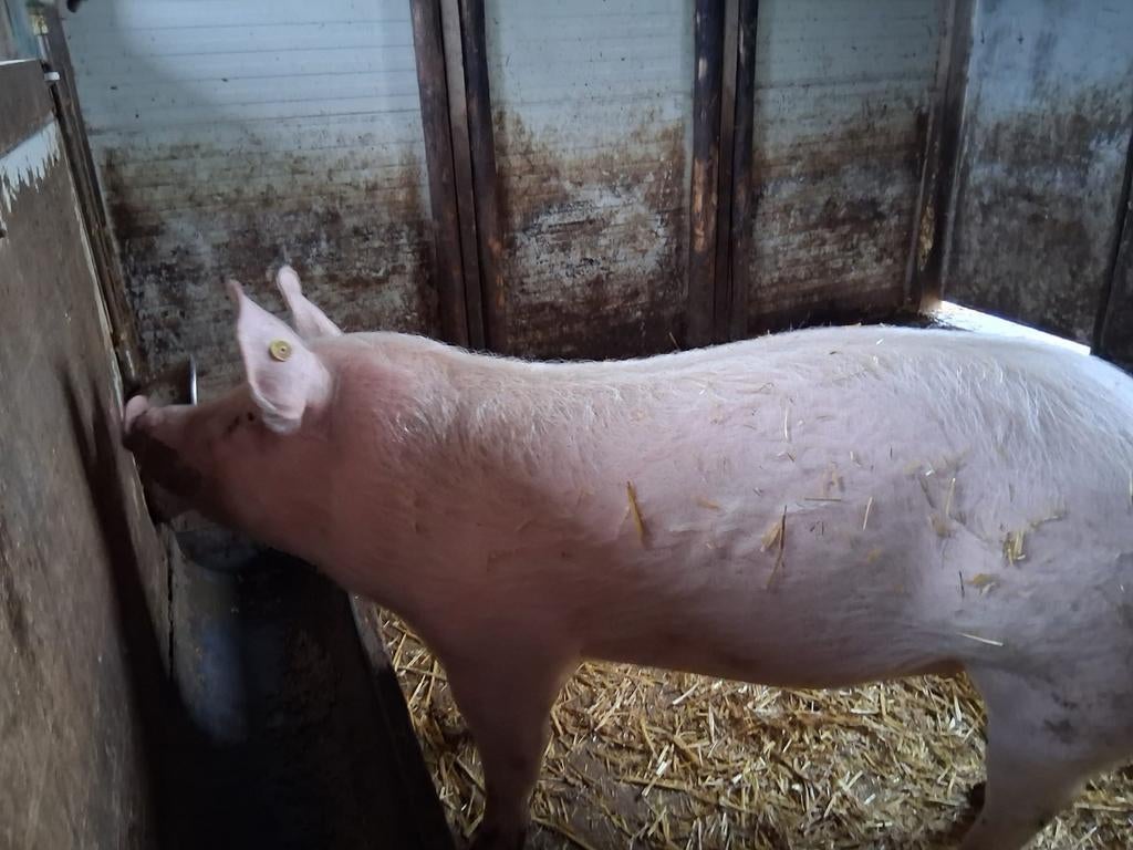 Slachtvarken, Meerdere dieren, Varken