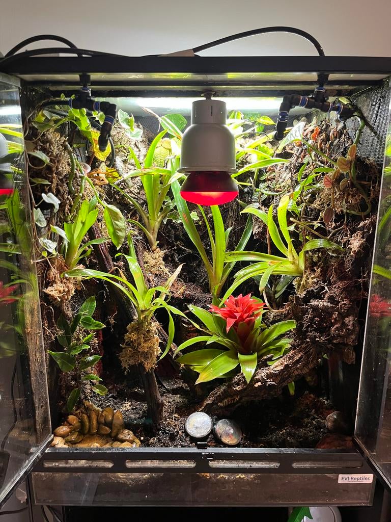 Paludarium compleet (50x50x60), Ophalen, Zo goed als nieuw, Terrarium of Paludarium