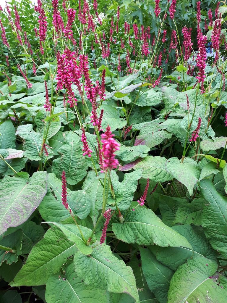 Tuinplant persicaria rood / duizendknoop, Tuin en Terras, Planten | Tuinplanten, Ophalen, Vaste plant, Overige soorten, Volle zon