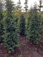 Portugese laurier, Tuin en Terras, Planten | Bomen, Bloeit niet, 100 tot 250 cm, Volle zon, In pot