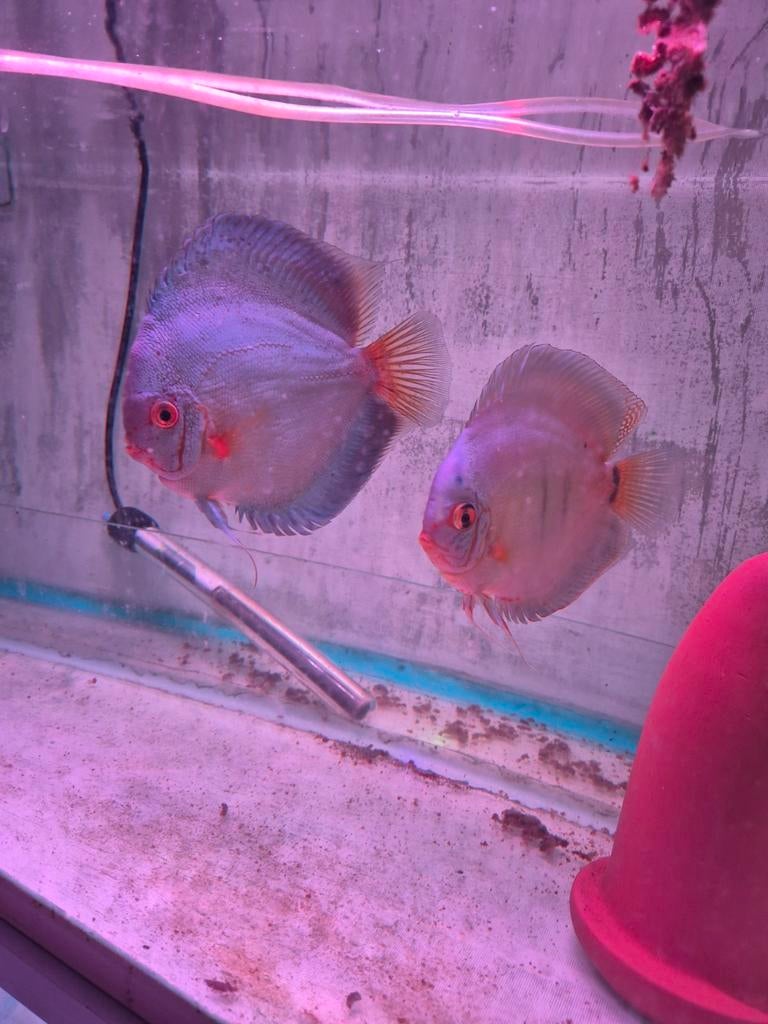 Bewezen koppel blue diamond 1, Dieren en Toebehoren, Vissen | Aquariumvissen, Vis, Zoetwatervis