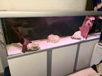 akvastabil fusion 200 met fluval fx 6, Ophalen of Verzenden, Zo goed als nieuw, Leeg aquarium