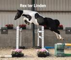 ZEER BRAVE DRACHTIGE (REX TER LINDEN) ALLROUND D PONY!, B, Springpony, 3 tot 6 jaar, D pony (1.37m tot 1.48m)