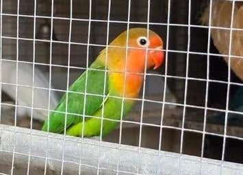 Dwergpapegaai fischerie jong baby agapornis, Geslacht onbekend, Dwergpapegaai of Agapornis, Tam