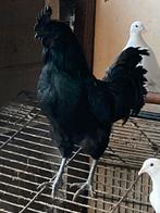Ayam cemani haan, Dieren en Toebehoren, Pluimvee, Mannelijk, Kip