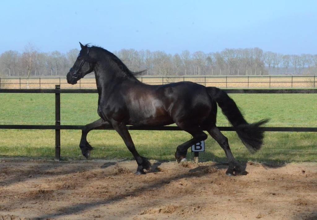 friese ster sport AA ZZ-licht merrie, Dieren en Toebehoren, Merrie, ZZ, Met stamboom, Dressuurpaard