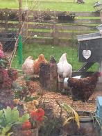 Gratis 3 buff hanen. Dongjum. 0610464936., Dieren en Toebehoren, Pluimvee