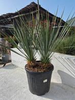 Yukka Rostrata, Tuin en Terras, Planten | Tuinplanten, Ophalen of Verzenden, Overige soorten, Volle zon