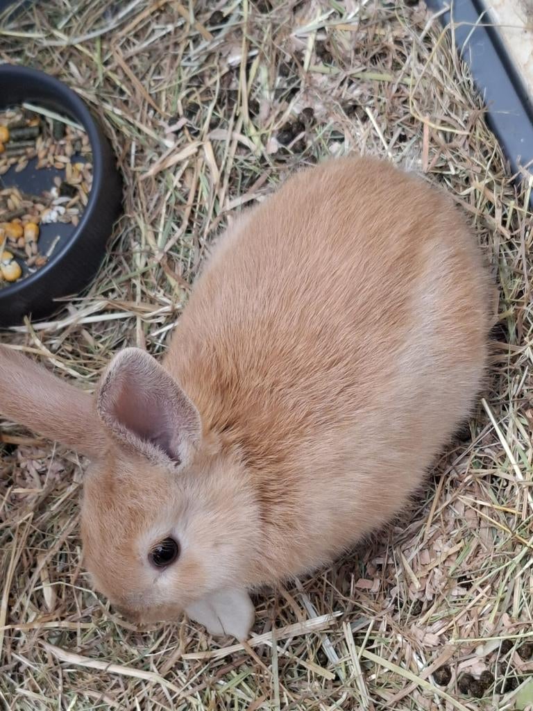 Konijntjes te koop, Dieren en Toebehoren, Konijnen, Meerdere dieren, Klein, 0 tot 2 jaar