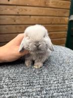 Prachtig minilop konijntje, Dieren en Toebehoren, Konijnen, Meerdere dieren, Dwerg