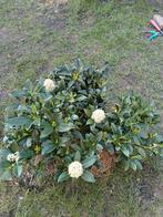 Skimmia japonica - Groenblijvende sierheester, Ophalen, Overige soorten, Halfschaduw